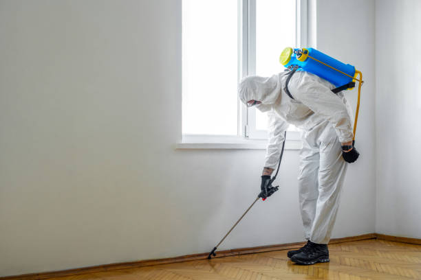 Best Termite Control Services  in Belle Plaine, MN