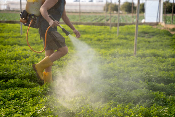 Best Affordable Pest Control Services  in Belle Plaine, MN