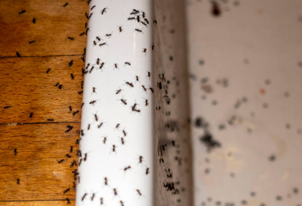 Best Best Pest Control Companies  in Belle Plaine, MN