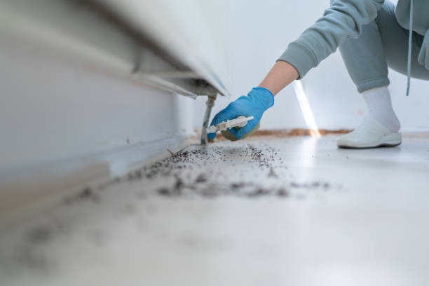 Best Cockroach Control Services  in Belle Plaine, MN